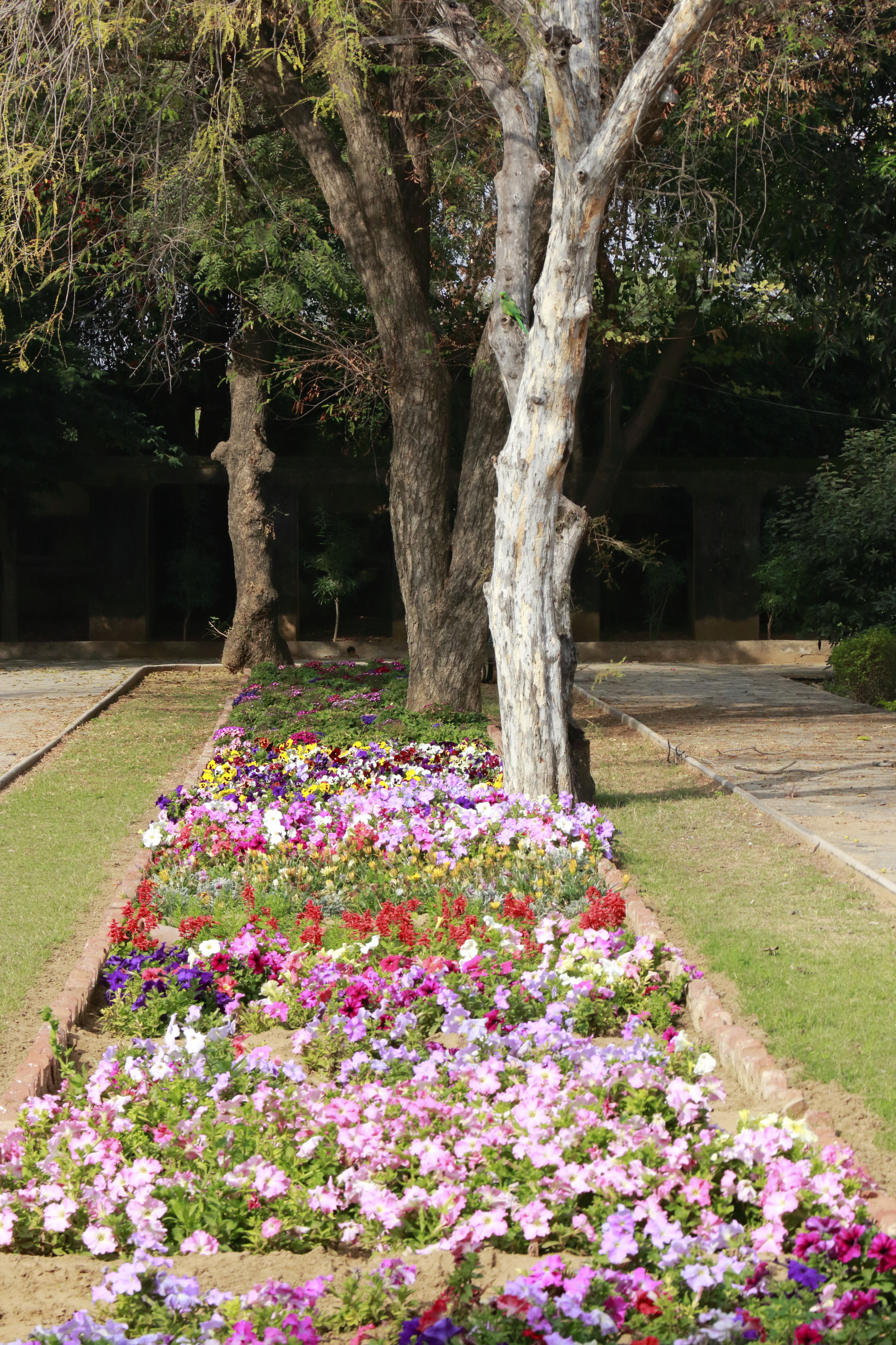 Image from Samode Bagh